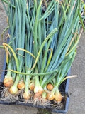 Oignons