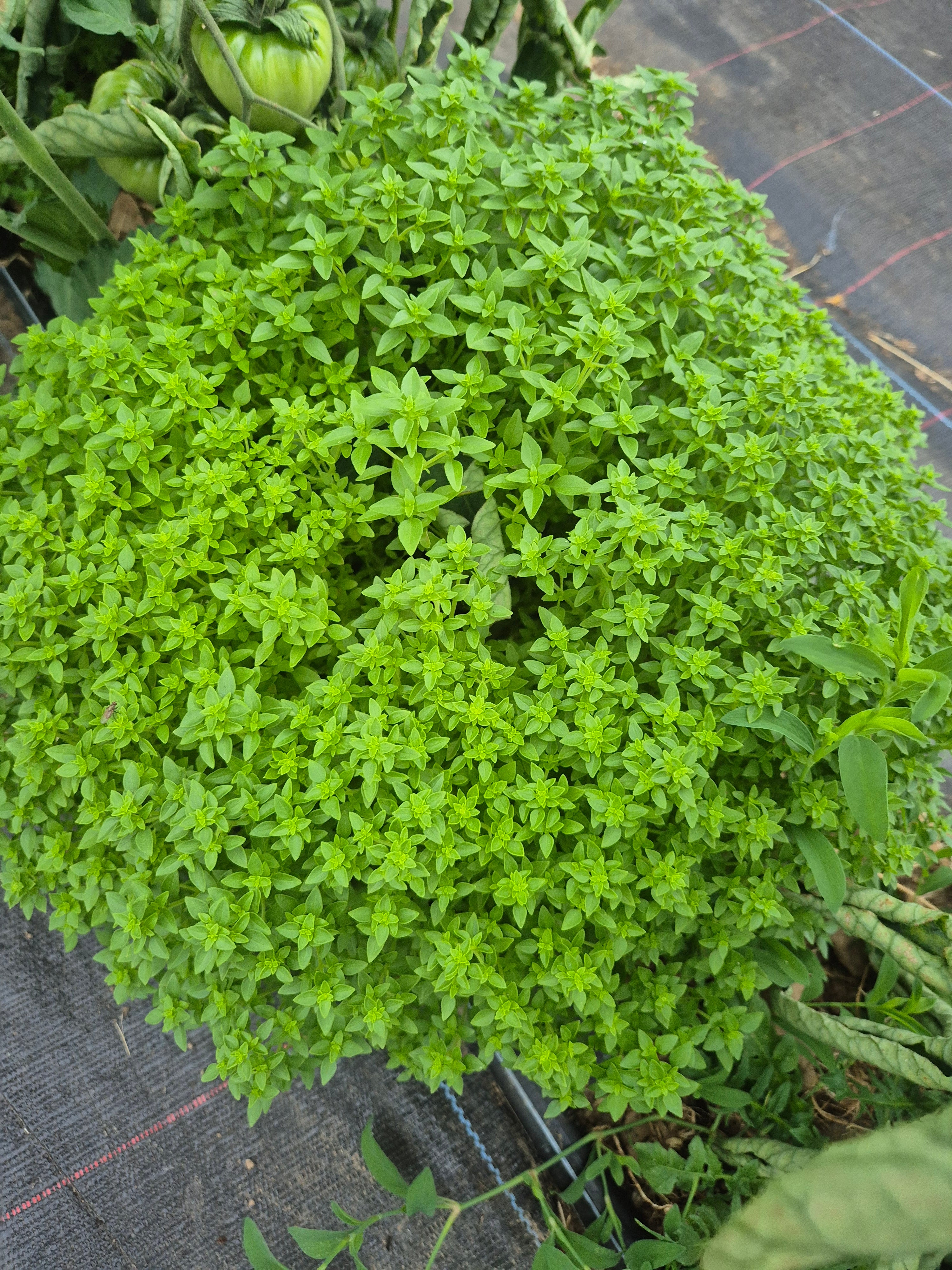 Basilic grec