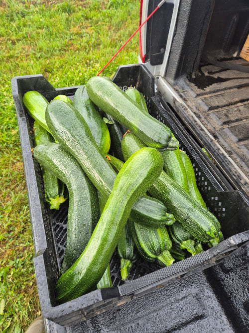 Courgettes
