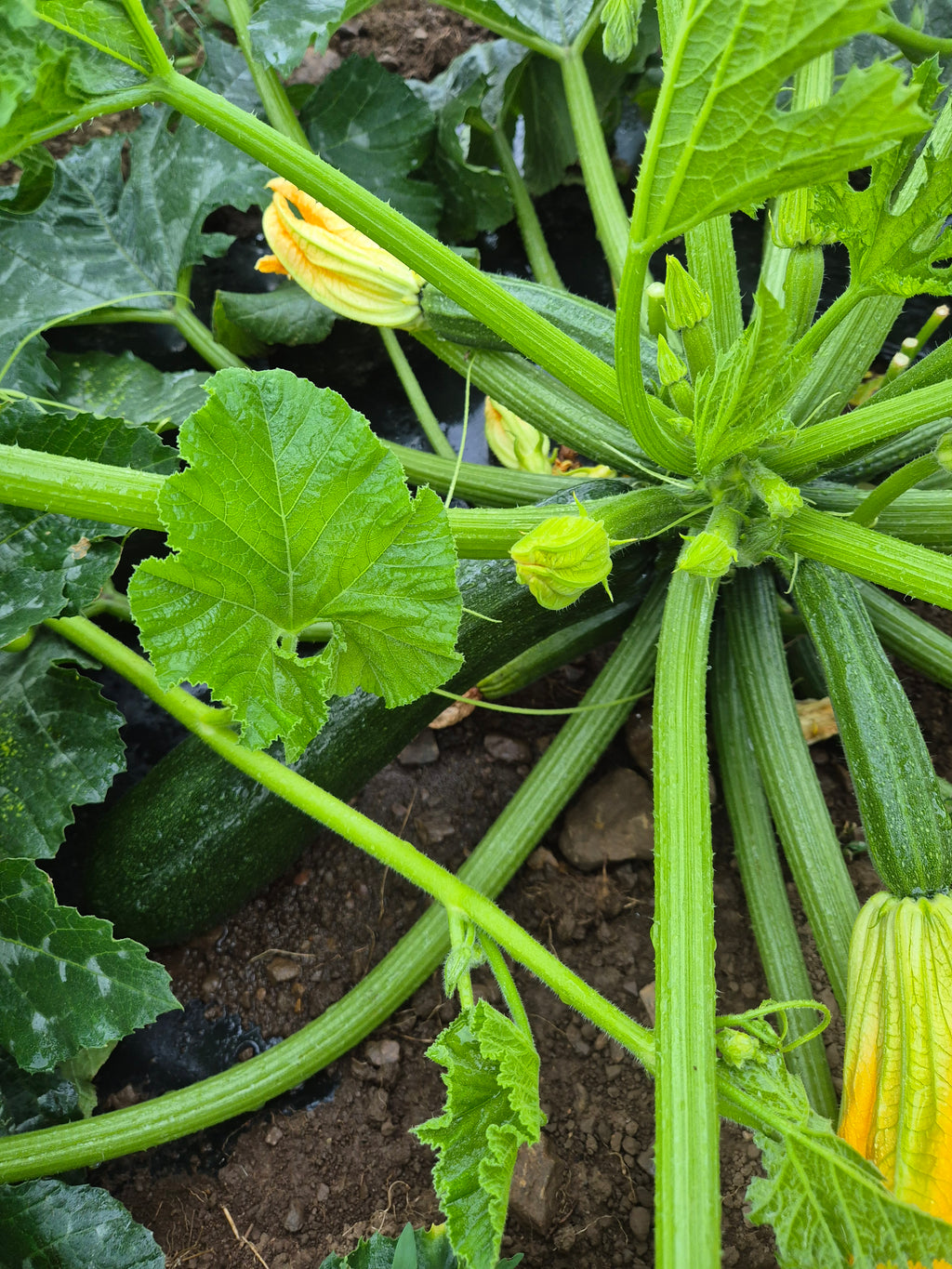 Courgettes