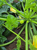 Courgettes